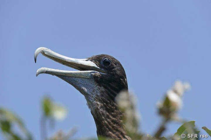 Fregattvogel nah, Ecuador