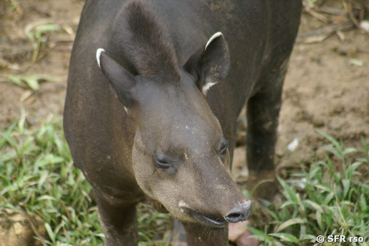 Tapir in Ecuador