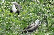 Fregattvögel auf Mangroven in Ecuador