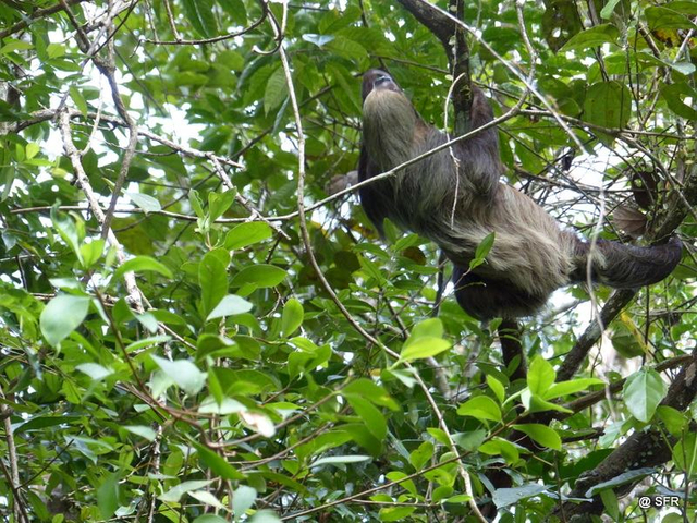 Zweifinger Faultier im Baum in Ecuador