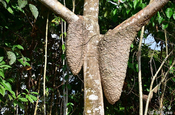 Baum mit Nest Hakuna Matata Lodge Ecuador