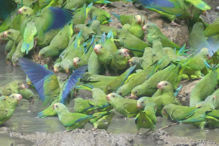 Blauflügelsitticher Papageienlecke, Ecuador