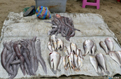 Fischangebot, Ecuador