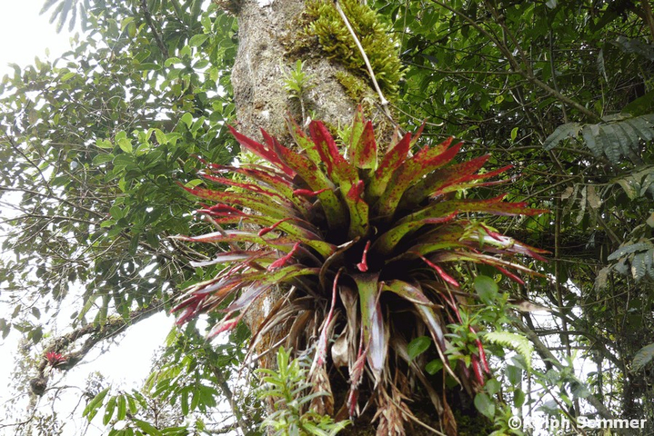 Tillandsia complanata in Ecuador