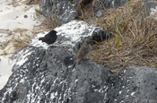 Finkenpaar in Informationszentrum, Galapagos