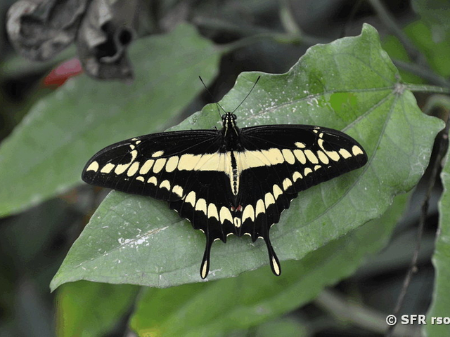 Königsschwalbenschwanz Schmetterling in Mindo Ecuador