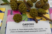 Panama Kautschukbaum Früchte Castilla elastica in Ecuador