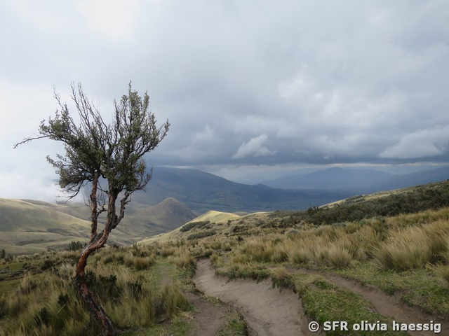 Poylepis-Baum auf dem Illiniza Nord in Ecuador