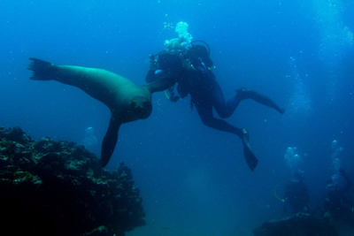 Seelöwe Galapagos