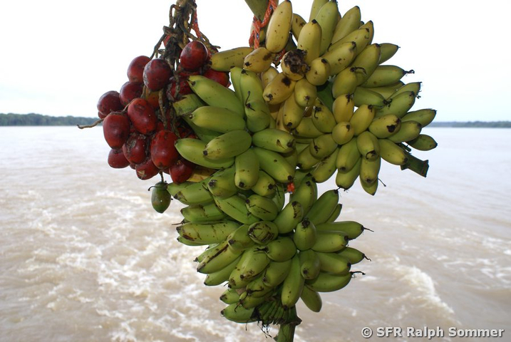 Bananen und Palmfrüchte in Ecuador