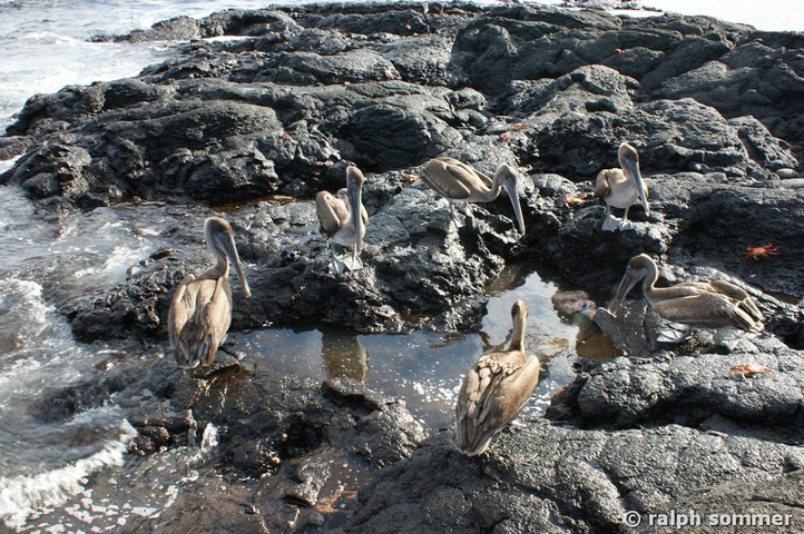 Braunpelikan Pelecanus occidentalis urinator Meerestümpel Galapagos