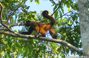 Chorongo Wollaffe auf der Affeninsel in Ecuador