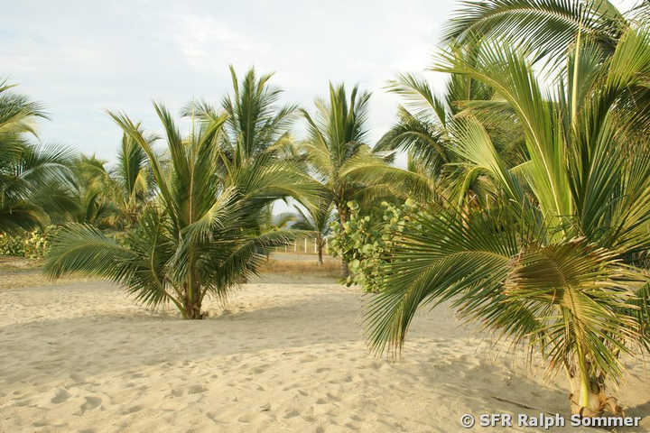 Kokospalmen am Strand in Ecuador