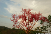 Pflanze Himmel Kontraste, Ecuador