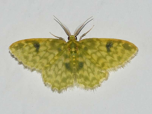 Spanner Geometridae Cabanas San Isidro