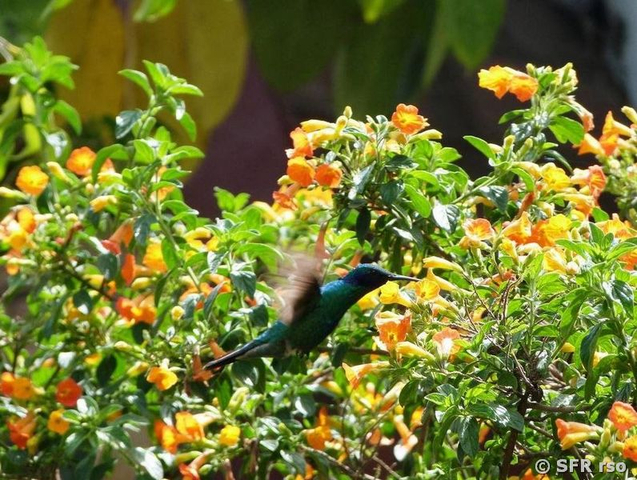Kolibri in der Hosteria Isla de Banos 