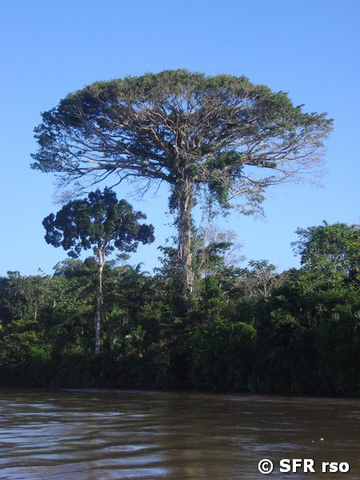 40m Kapokbaum in Ecuador
