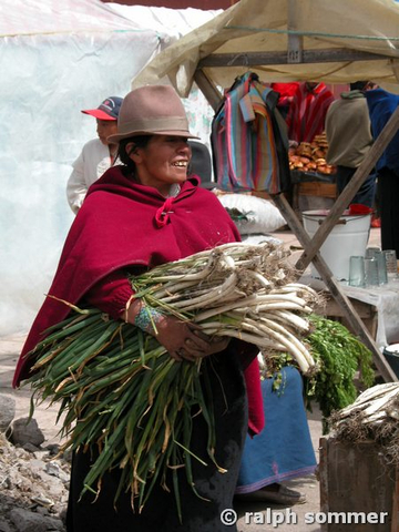 Lauchzwiebeln in Ecuador