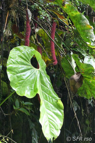 Araceae Samenstände in Ecuador