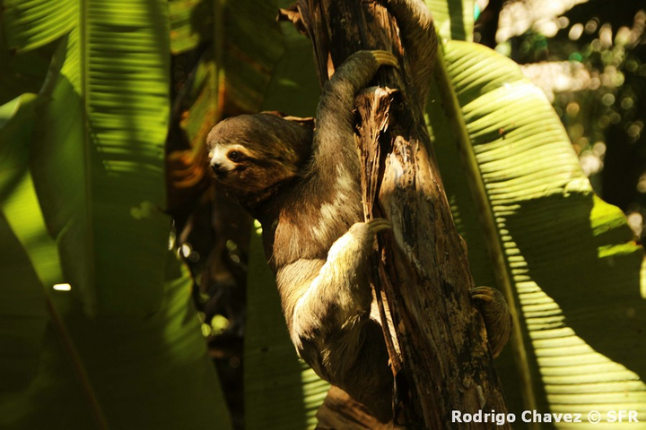 Dreifinger Faultier Bradypus zwischen Wildbananen in Ecuador