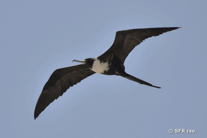 Fregattvogel im Flug in Ecuador