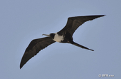 Fregattvogel im Flug in Ecuador