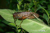 Heuschrecke Orthoptera in Eucador