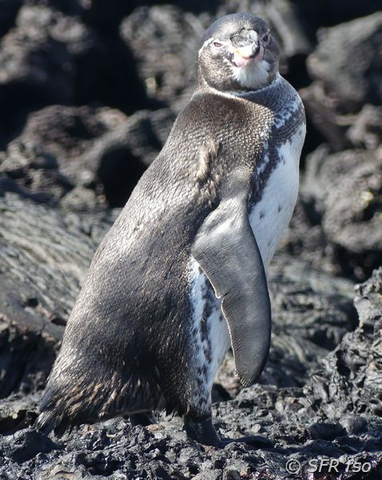 Humboldt Pinguin Spheniscus homboldti sich umdrehend Rabida Galapagos