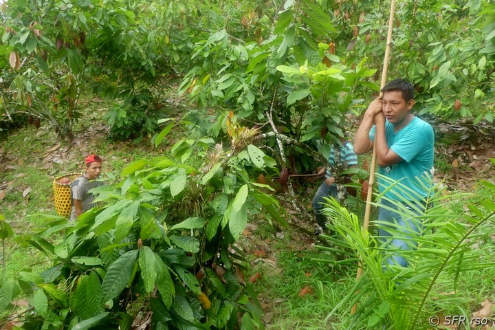 Kakaoernte Farm von Ralph Sommer in Quininde Ecuador