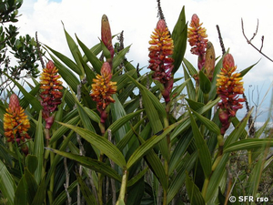 Orchidee Ecuador