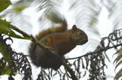 Eichhoernchen auf Baum in Ecuador
