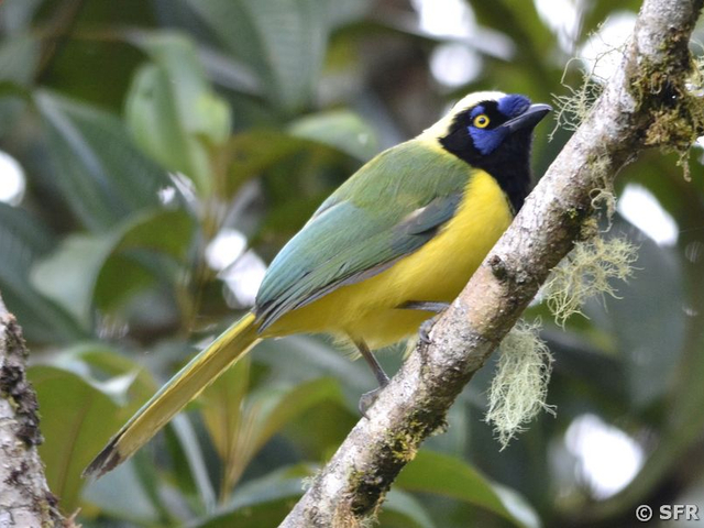 Green Jay