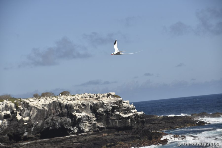 Rotschnabel Tropikvogel, Galapagos