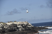 Rotschnabel Tropikvogel, Galapagos