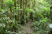 Wanderpfad Bergnebelwald, Ecuador