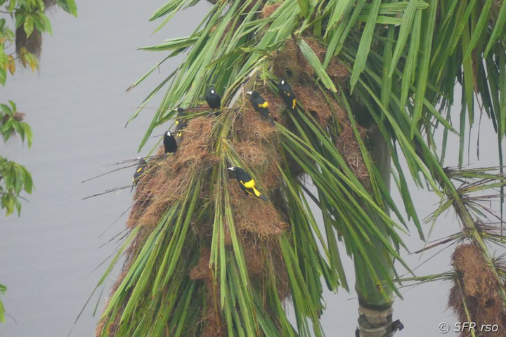 Weissschenkelstaerling Nest in Ecuador