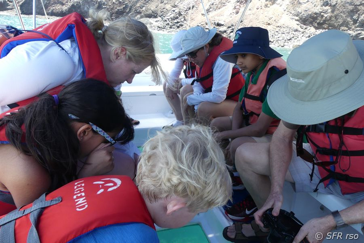 Beobachtung der Unterwasser Flora und Fauna auf einem Glasbodenboot auf Galápagos