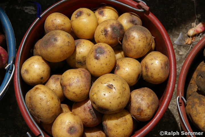 Eimer mit hellen Kartoffeln in Ecuador