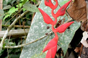 Heliconia longa in Ecuador