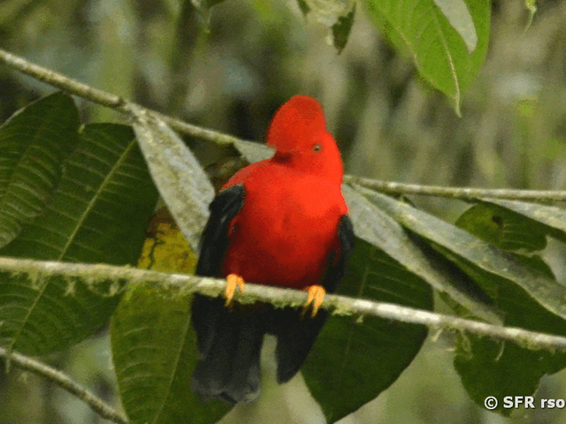 Roter Felshahn