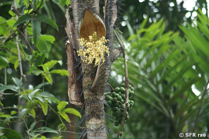 Bactris Palme in Ecuador