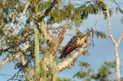 Hoatzin im Baum in Ecuador