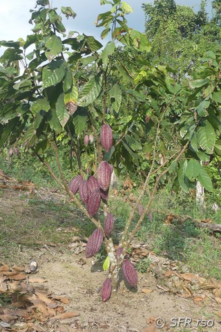 Kakaobaum Fruechte Farm Ralph Sommer Ecuador