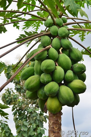 Papaya Baum in Ecuador