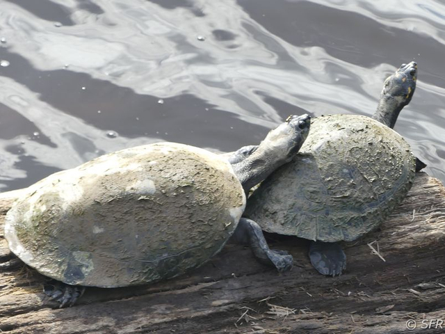 Schildkroeten-Baumstumpf