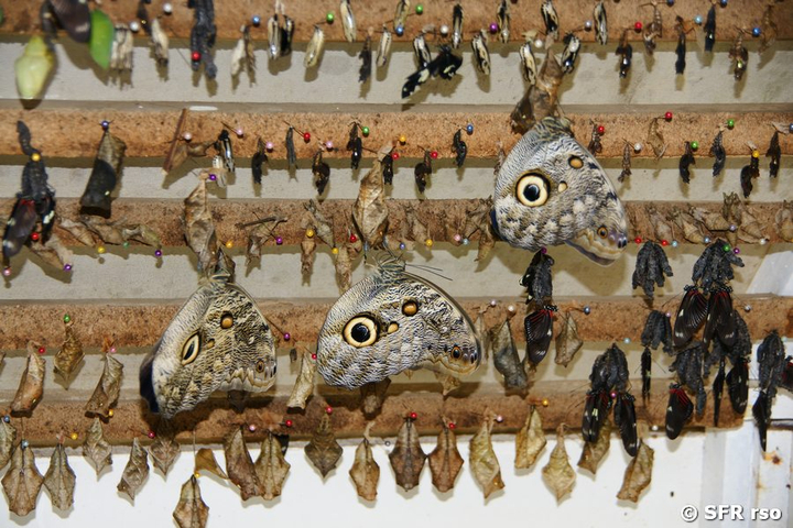 Caligo Schmetterlinge Puppen in Ecuador