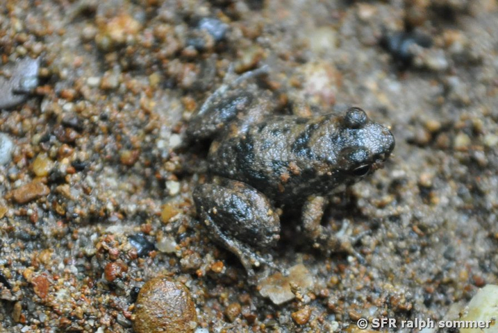 Dendropsophus marmoratus (Hylidae) in Ecuador