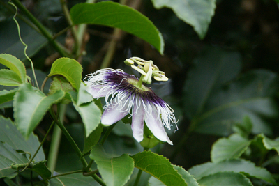 Maracuya Passionsfrucht Passiflora edulis Blüte Galapagos