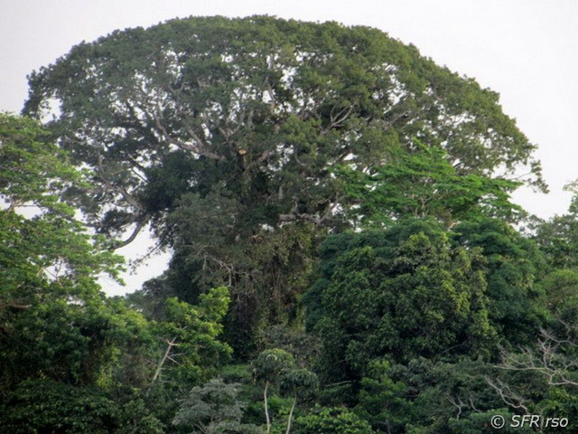Ceiba pentandra Urwald in Ecuador