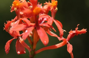Epidendrum secundum in Ecuador